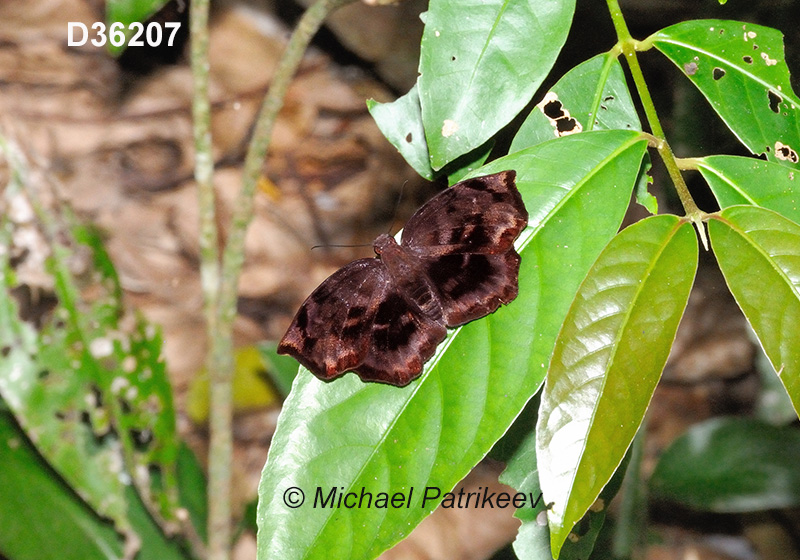 Giant Sicklewing (Achlyodes busirus)